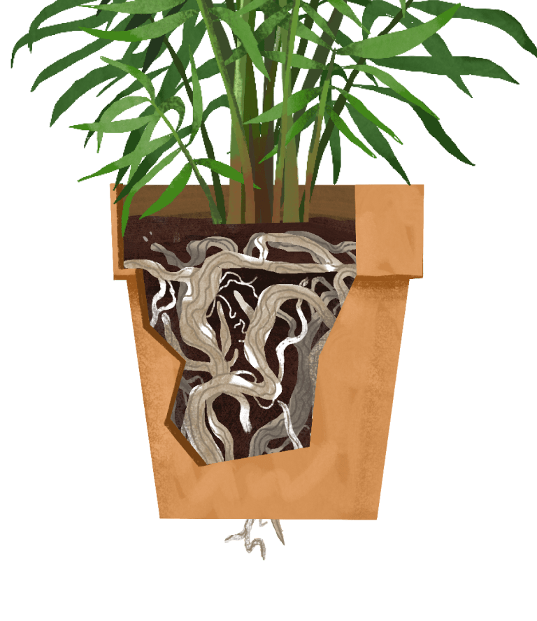 Parlor Palm Plant Care Guide